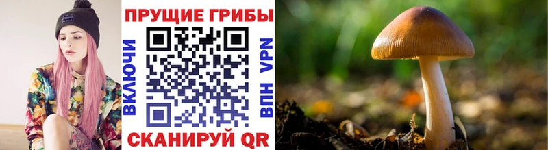 Псилоцибиновые грибы Psilocybine cubensis  Староминская 